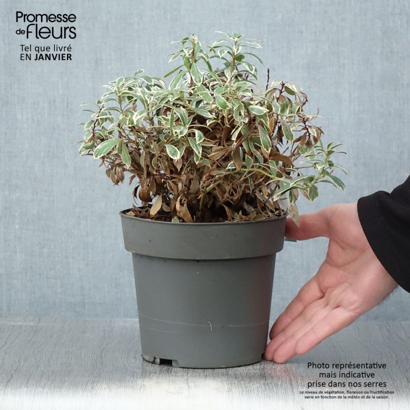 Amostra de Andromède du Japon - Pieris japonica Little Frosty Vaso de 2 L/3 L tal como entregue no inverno