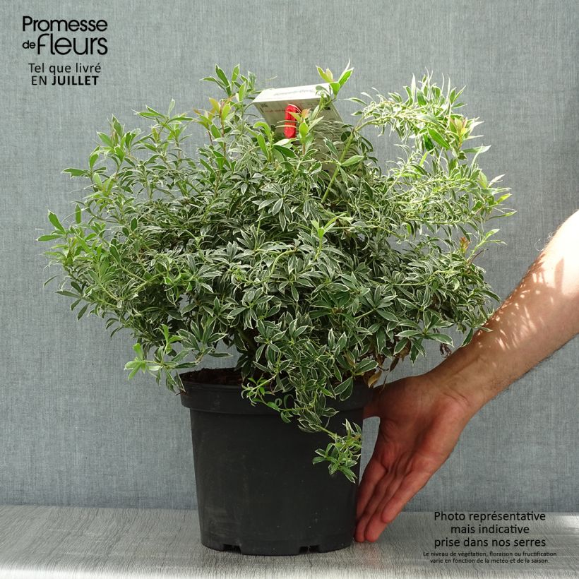 Amostra de Pieris japonica Little Heath Vaso de 4 L/5 L tal como entregue no verão