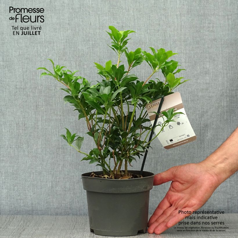 Amostra de Pieris japonica Mountain Fire Vaso de 2 L/3 L tal como entregue no verão