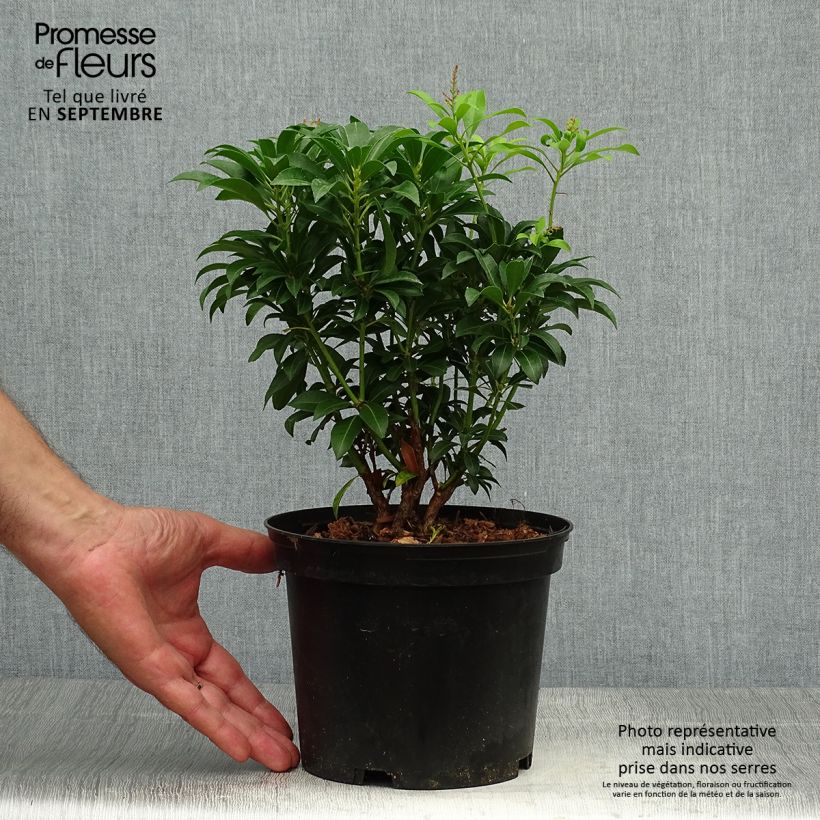 Amostra de Pieris japonica Passion Vaso de 2 L/3 L tal como entregue no outono