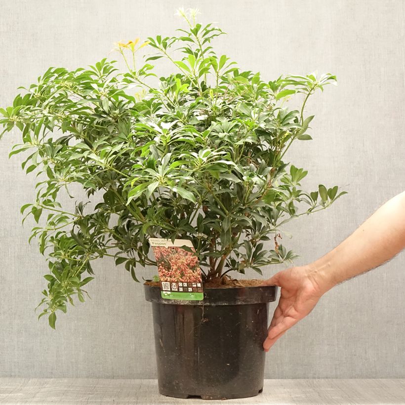 Amostra de Pieris japonica Passion Vaso de 6 L/7 L tal como entregue no verão