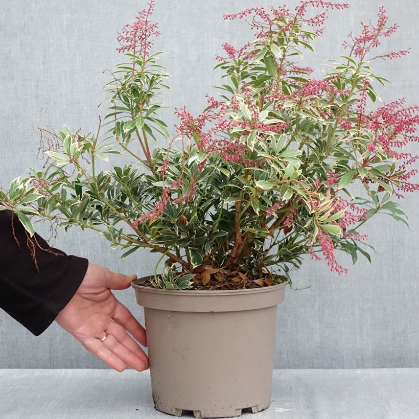 Amostra de Pieris japonica Polar Passion Vaso de 2 L/3 L tal como entregue no outono