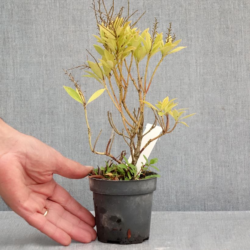 Amostra de Pieris japonica Prelude Vaso de 8/9 cm tal como entregue no outono