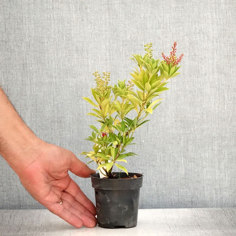 Amostra de Pieris japonica Prelude Vaso de 8/9 cm tal como entregue no verão
