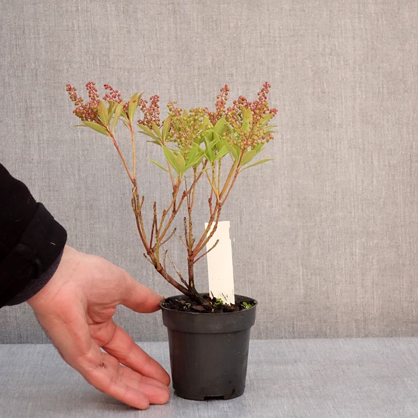 Amostra de Pieris japonica Prelude Vaso de 8/9 cm tal como entregue no inverno