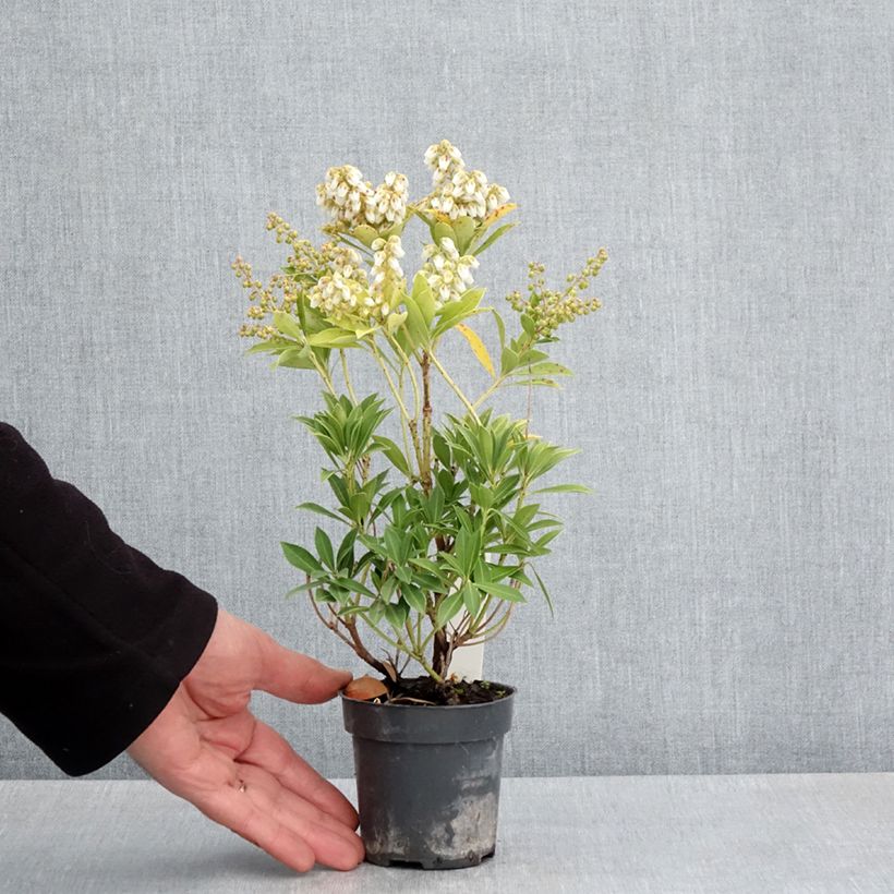 Amostra de Pieris japonica Prelude Vaso de 8/9 cm tal como entregue na primavera