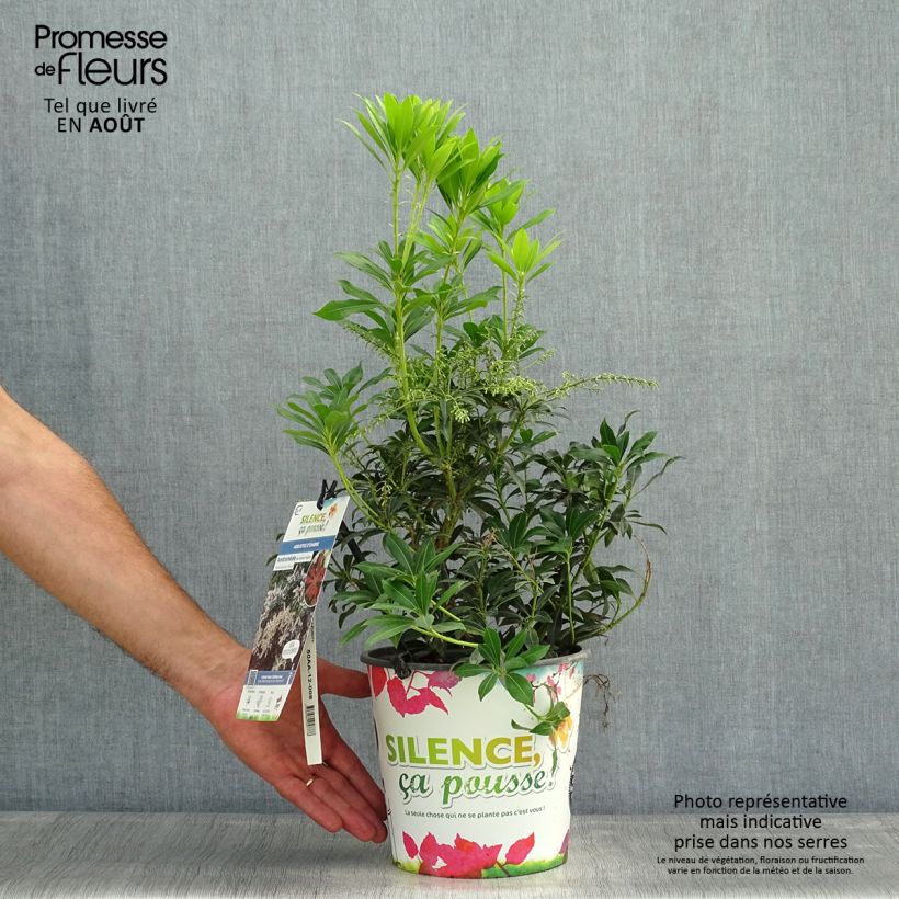 Amostra de Pieris japonica Purity Vaso de 3 L/4 L tal como entregue no verão