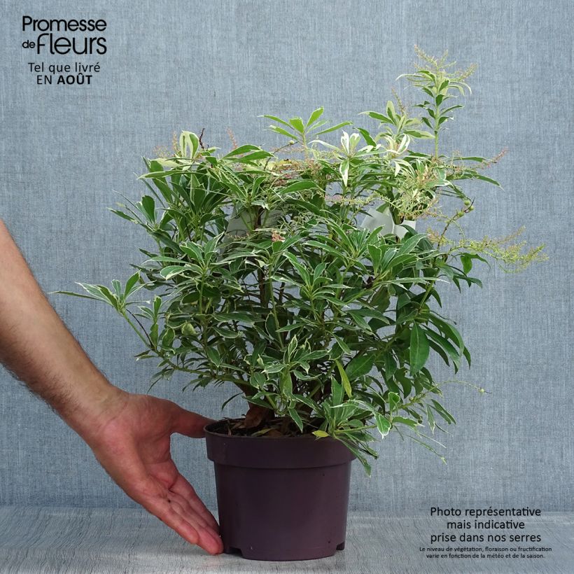 Amostra de Pieris japonica Ralto Rose Vaso de 2 L/3 L tal como entregue no verão