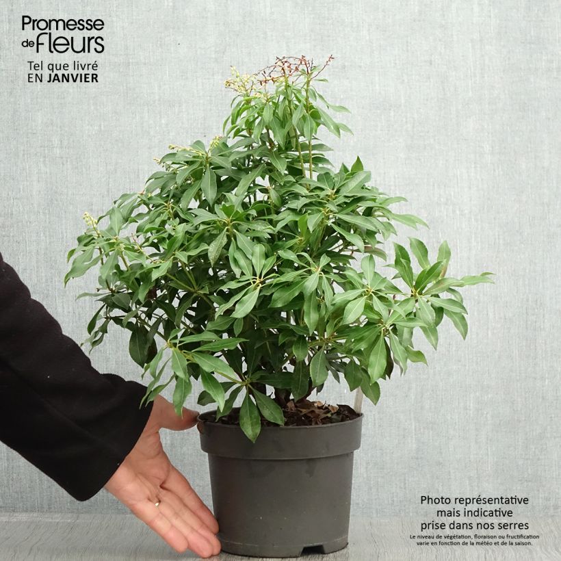 Amostra de Andromède du Japon - Pieris Pink Passion Pot de 2L/3L tal como entregue no inverno