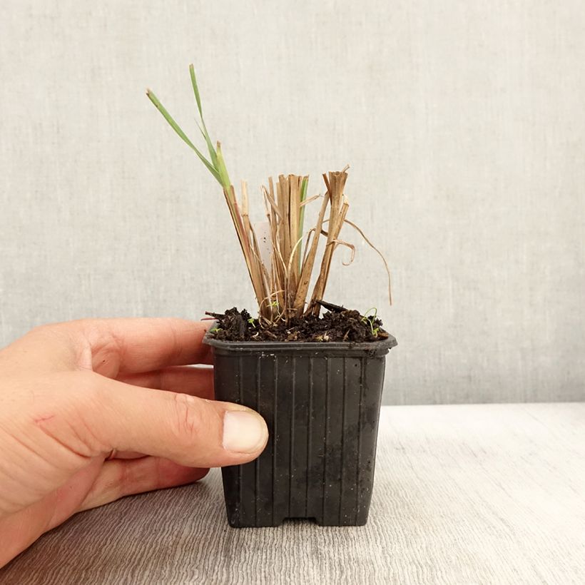 Amostra de Andropogon gerardii Blackhawks Vaso de 8/9 cm tal como entregue no outono
