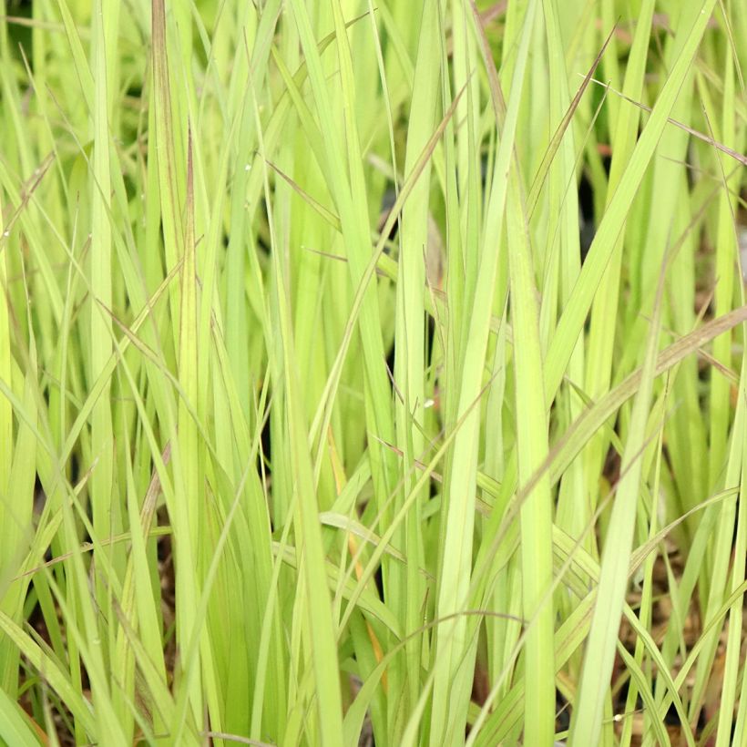 Andropogon gerardii Blackhawks (Folhagem)