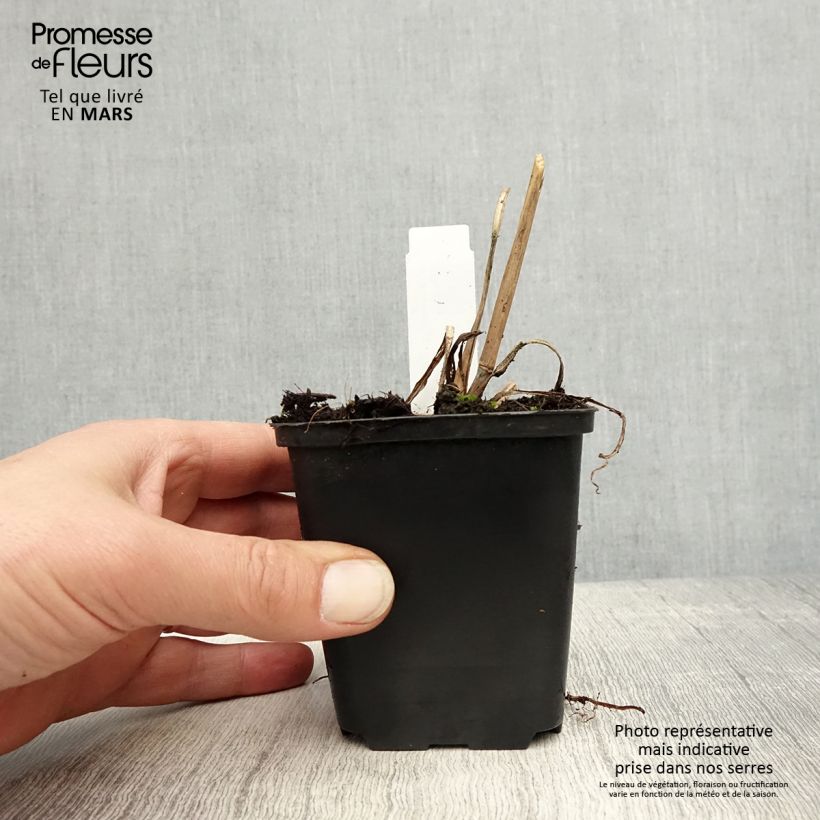 Amostra de Andropogon gerardii Prairie Sommer Vaso de 8/9 cm tal como entregue na primavera