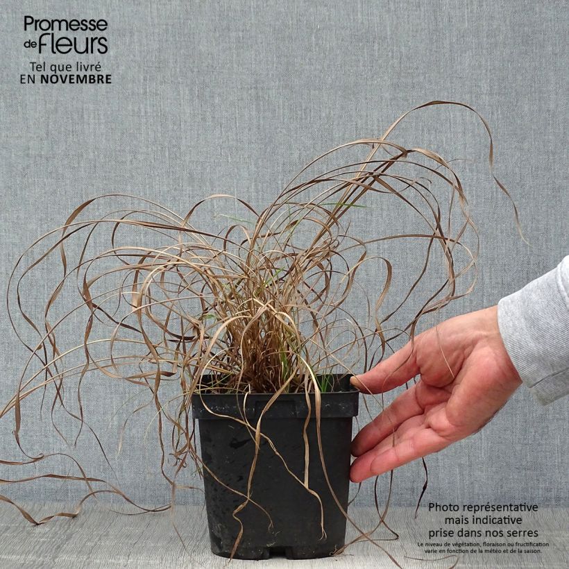 Amostra de Andropogon gerardii Prairie Sommer Vaso de 2 L/3 L tal como entregue no outono