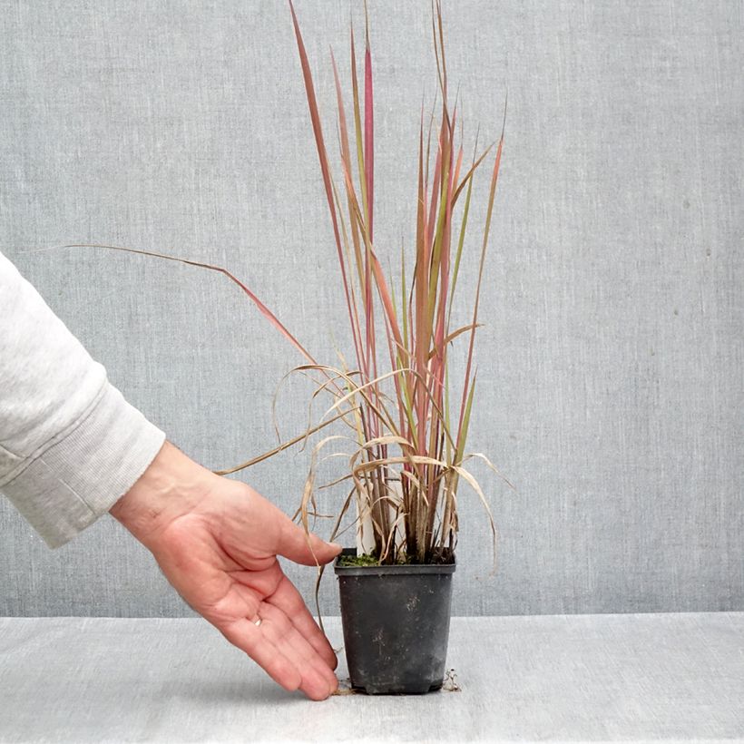 Amostra de Andropogon gerardii Red October Vaso de 8/9 cm tal como entregue no outono