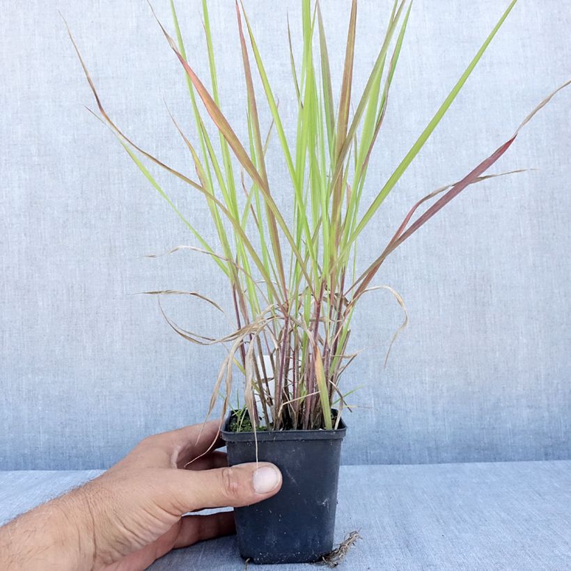 Amostra de Andropogon gerardii Red October Vaso de 8/9 cm tal como entregue no verão