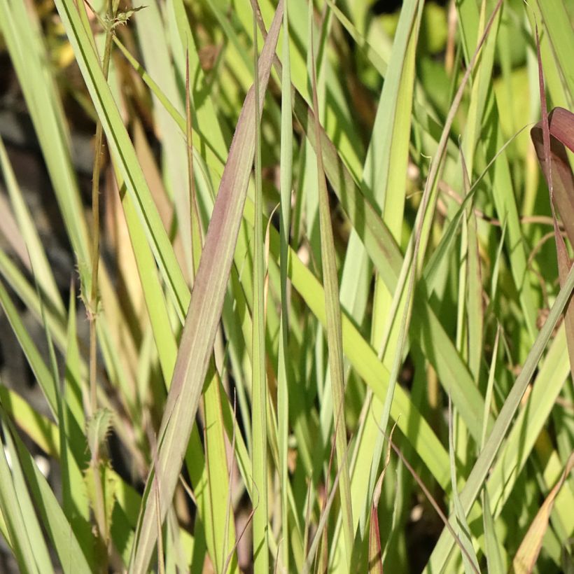 Andropogon gerardii Red October (Folhagem)