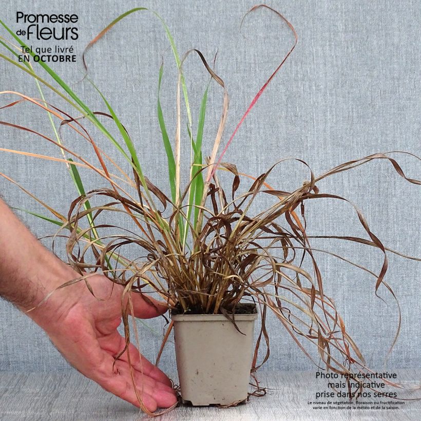 Amostra de Andropogon hallii Purple Konza Vaso de 8/9 cm tal como entregue no outono