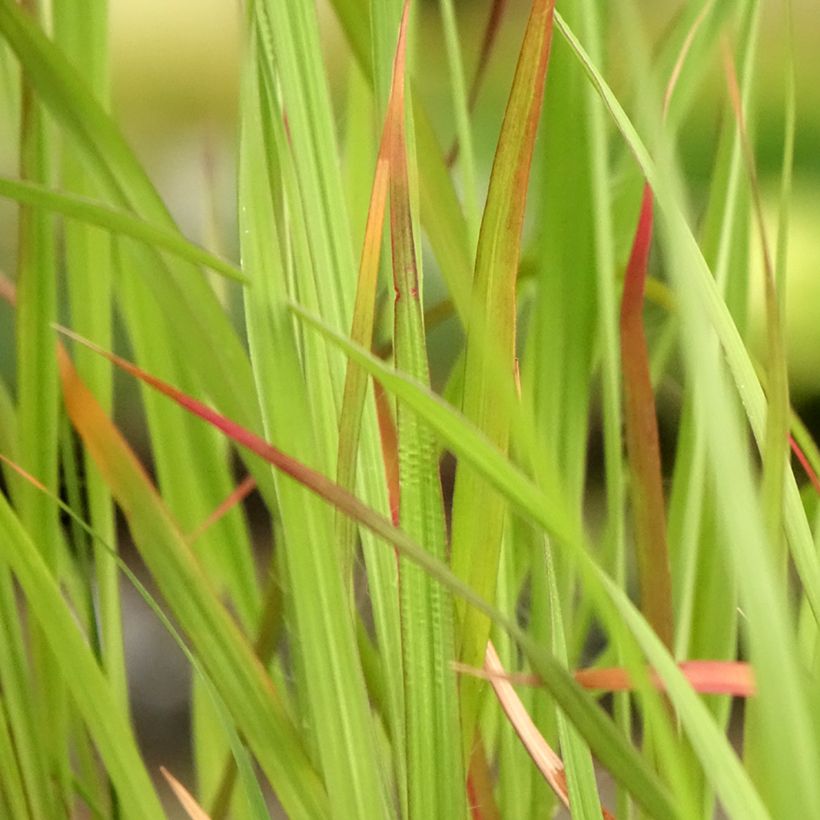 Andropogon hallii Purple Konza (Folhagem)
