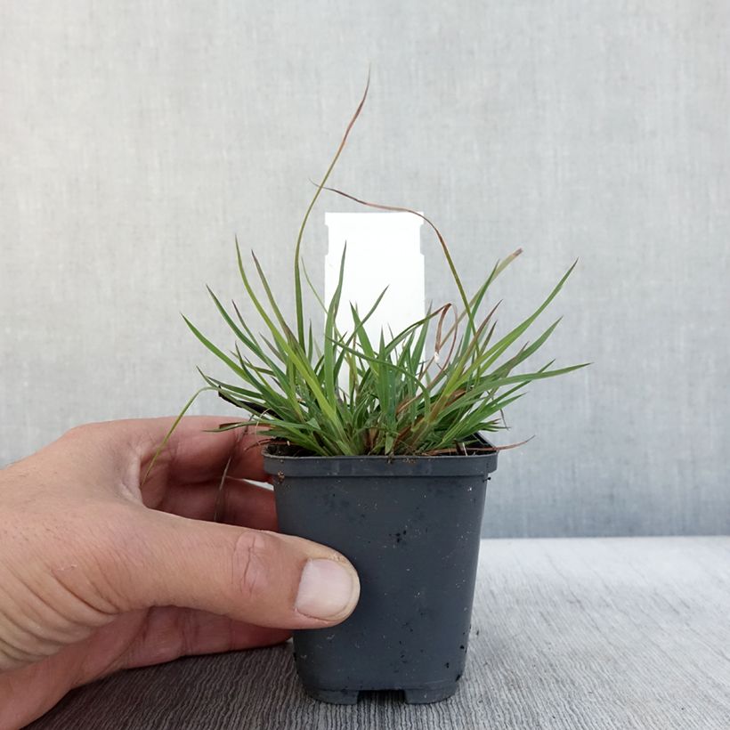Amostra de Andropogon ternarius Vaso de 8/9 cm tal como entregue no outono