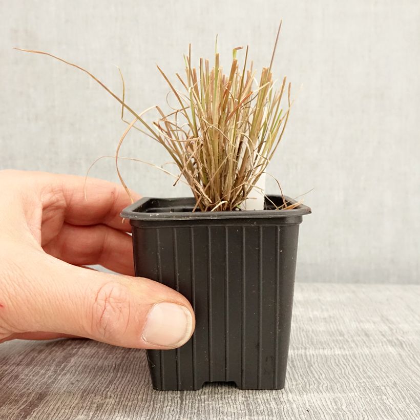 Amostra de Andropogon ternarius Vaso de 8/9 cm tal como entregue na primavera