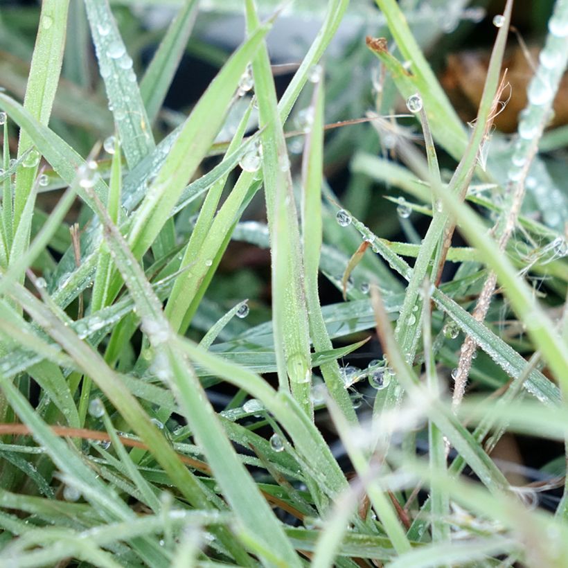 Andropogon ternarius (Folhagem)