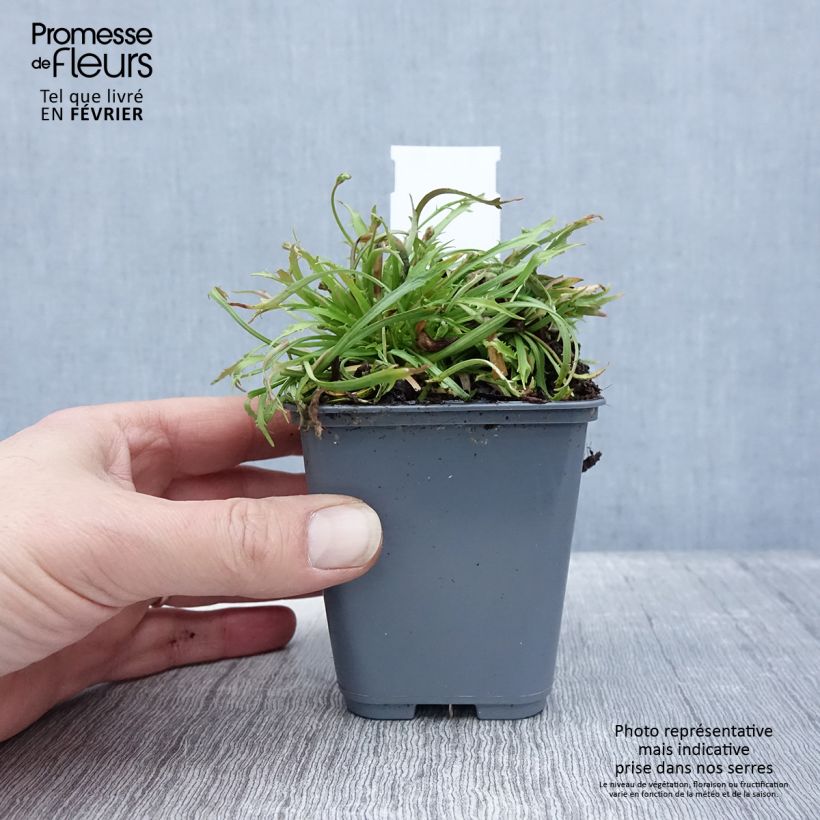 Amostra de Androsace septentrionalis Star Dust Vaso de 8/9 cm tal como entregue no inverno