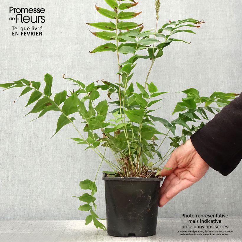 Amostra de Anemia mexicana - Fougère à fleurs mexicaine Vaso de 2 L/3 L tal como entregue no inverno