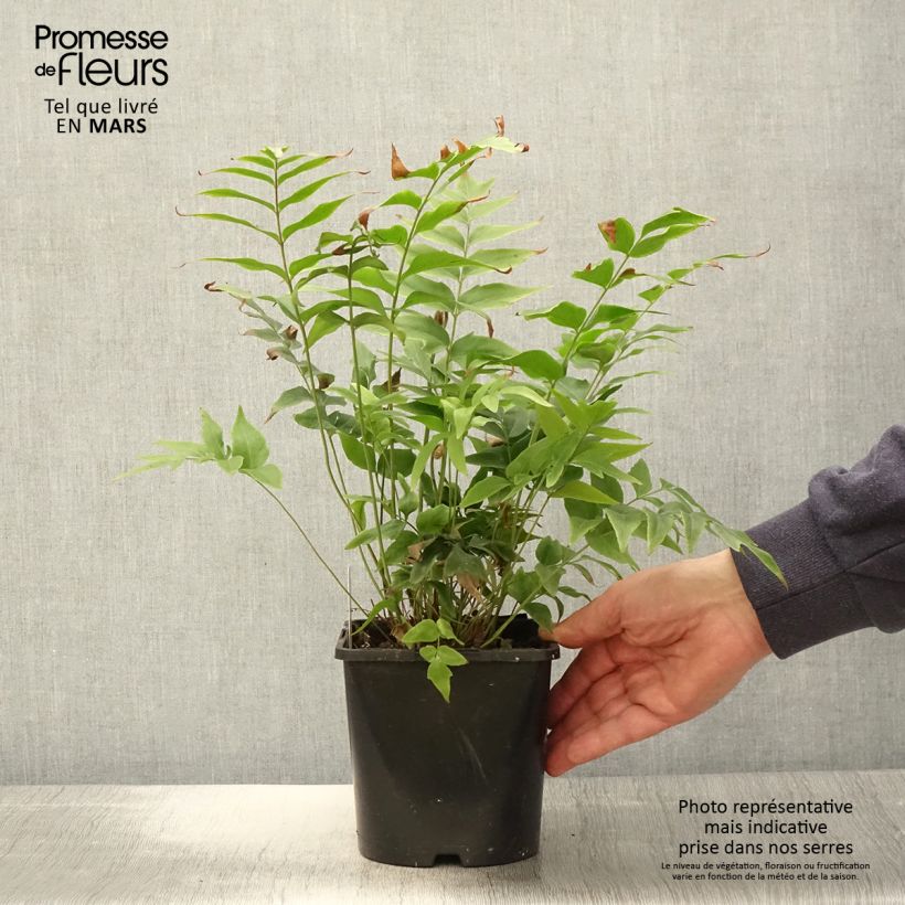 Amostra de Anemia mexicana Vaso de 2 L/3 L tal como entregue na primavera