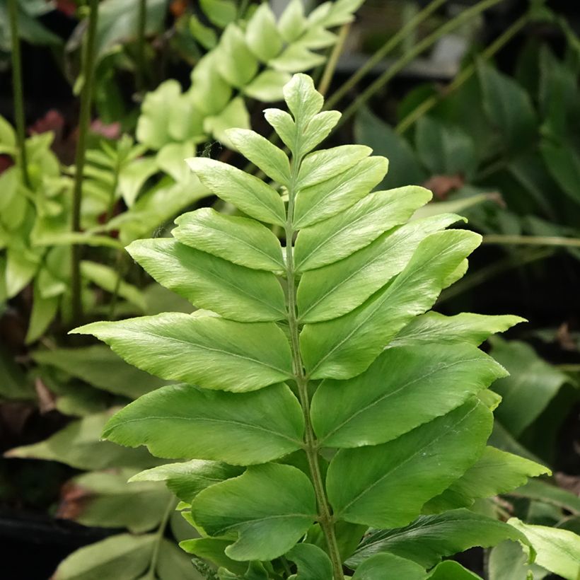 Anemia mexicana (Folhagem)