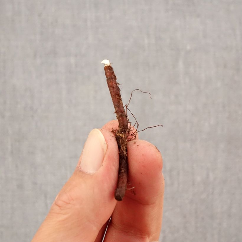 Amostra de Anemone apennina Alba - Anémone des Apennins Bulbe Kaliber/Größe I tal como entregue no outono