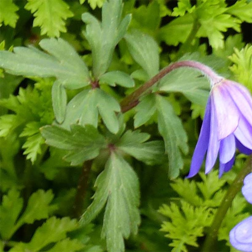 Anemone blanda Blue Shades (Folhagem)