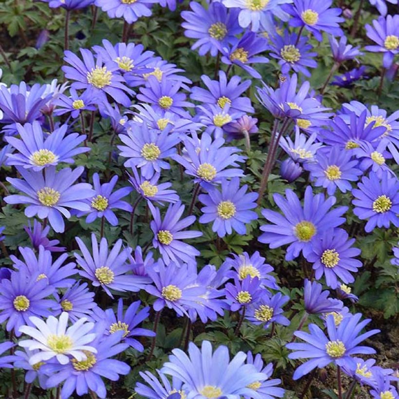Anemone blanda Blue Shades (Floração)