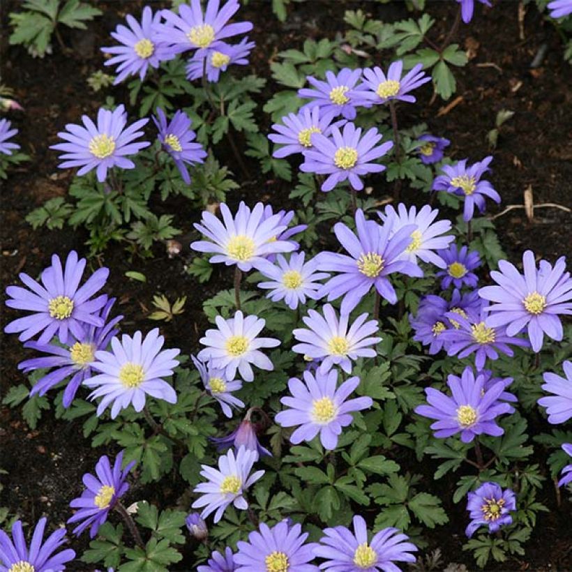 Anemone blanda Blue Shades (Hábito)