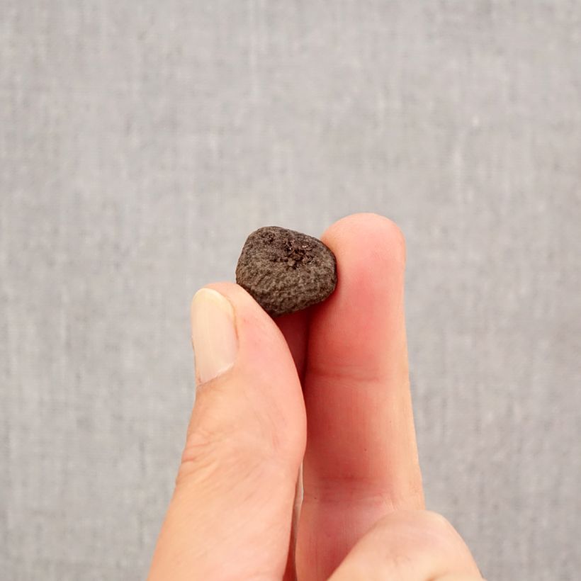 Amostra de Anemone blanda Blue Shades Bulbo Calibre 5+ tal como entregue no outono