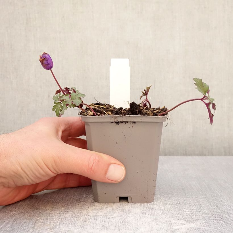 Amostra de Anemone blanda Blue Shades Vaso de 8/9 cm Calibre 5+ tal como entregue no inverno