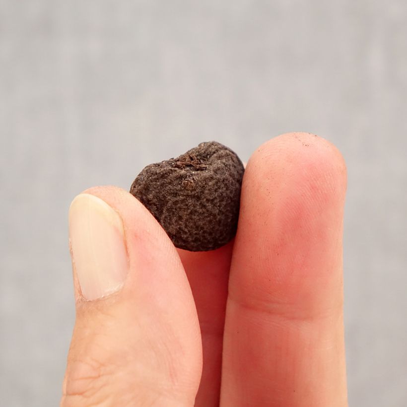 Amostra de Anemone blanda Violet Star Bulbo Calibre 5+ tal como entregue no outono