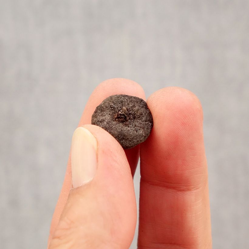 Amostra de Anemone blanda White Splendour Bulbo Calibre 5 tal como entregue no outono