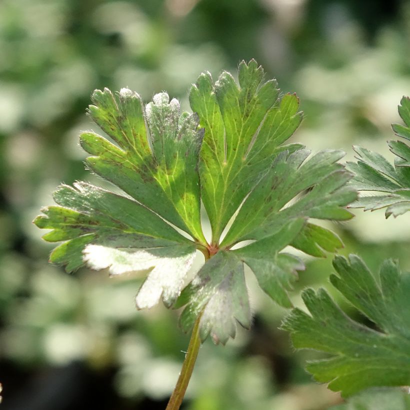 Anemone blanda White Splendour (Folhagem)