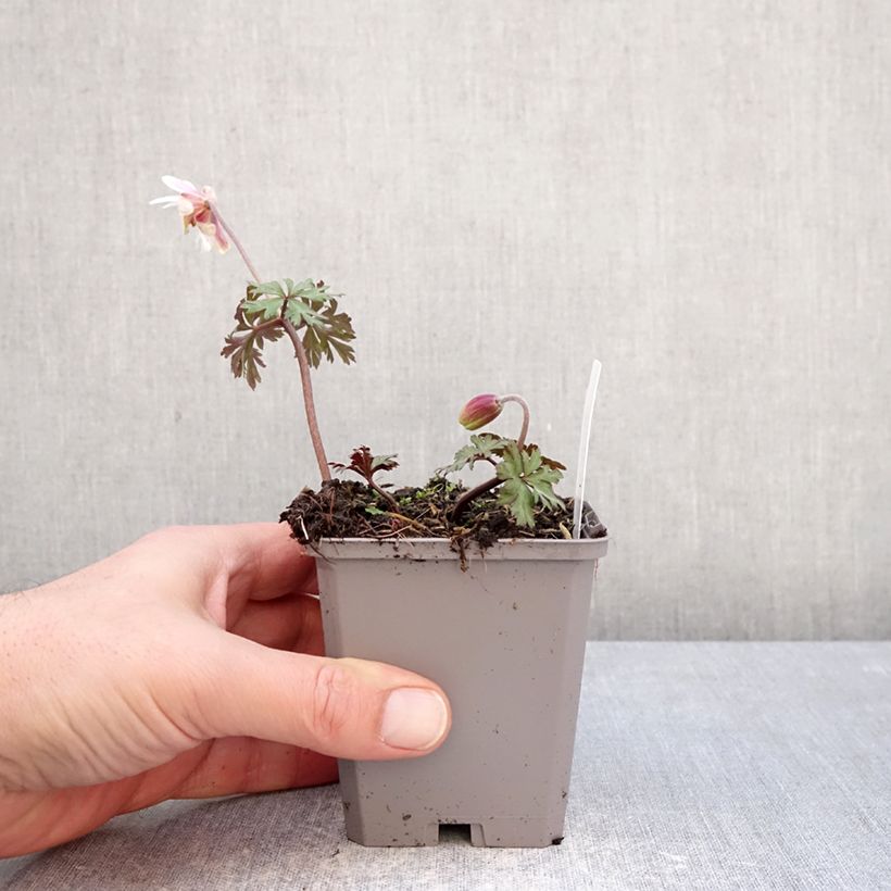 Amostra de Anemone blanda White Splendour Vaso de 8/9 cm Calibre 5+ tal como entregue no inverno