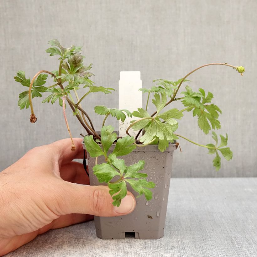 Amostra de Anemone blanda White Splendour Vaso de 8/9 cm Calibre 5+ tal como entregue na primavera