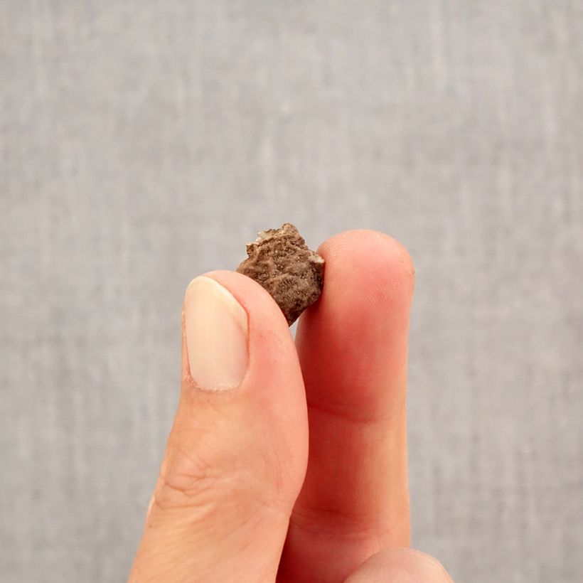 Amostra de Anemone coronaria double Admiral Bulbo Calibre 4+ tal como entregue no outono