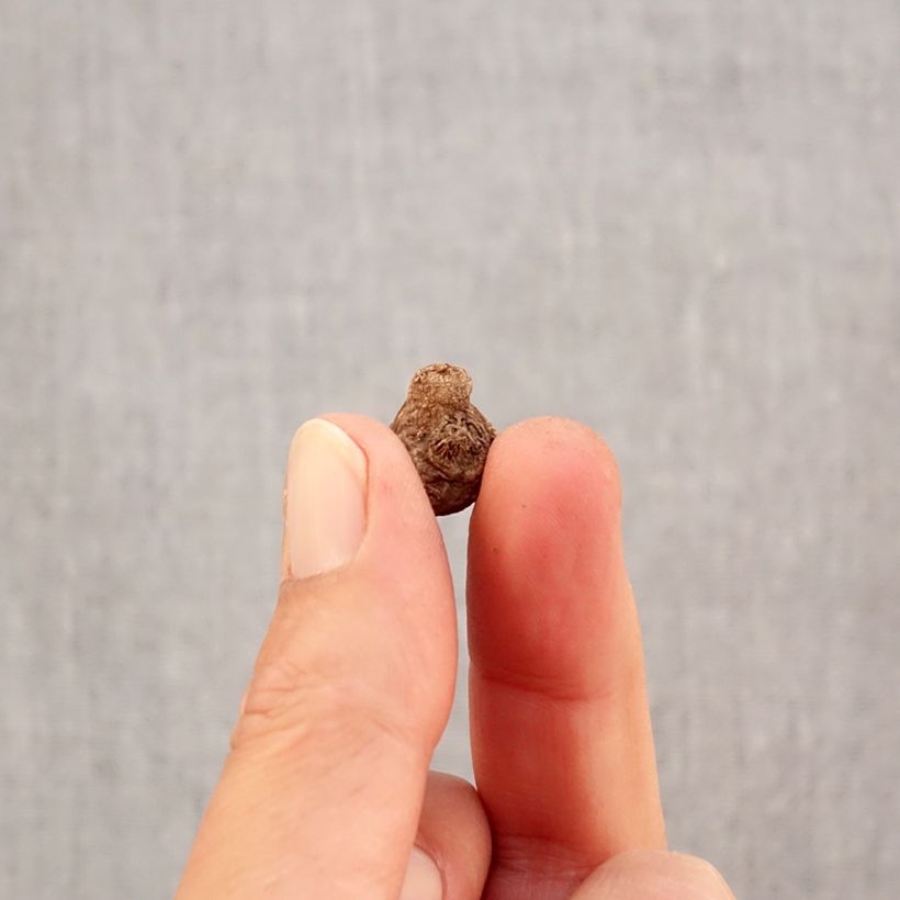 Amostra de Anemone coronaria Hollandia Bulbo Calibre 5 tal como entregue no outono