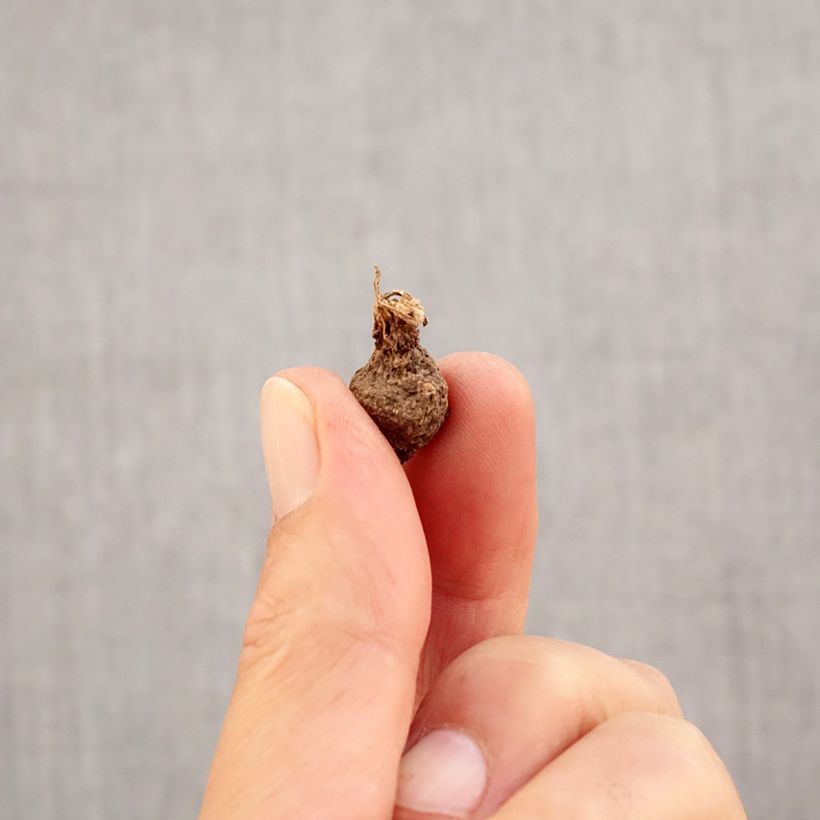 Amostra de Anemone coronaria Mount Everest Bulbo Calibre 5 tal como entregue no outono