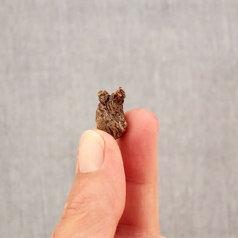 Amostra de Anemone coronaria St Brigid Mix Bulbo Calibre 5 tal como entregue no outono