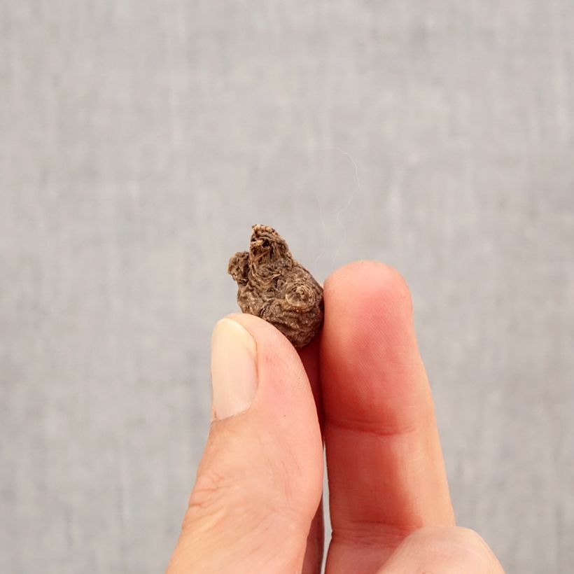 Amostra de Anemone coronaria The Governor Bulbo Calibre 5 tal como entregue no outono