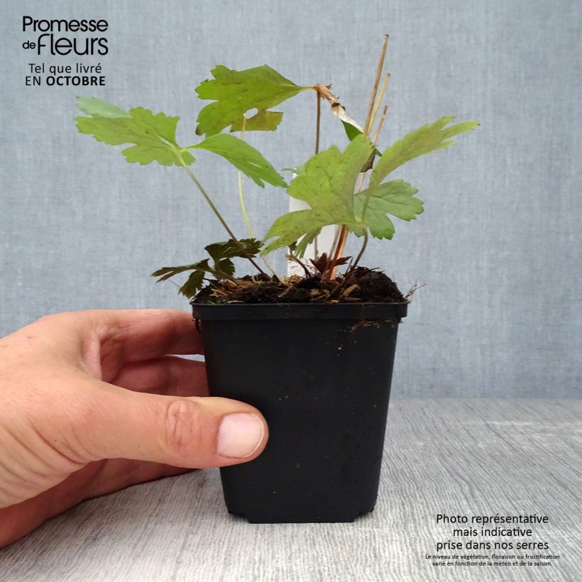 Amostra de Anemone cylindrica Vaso de 8/9 cm tal como entregue no outono