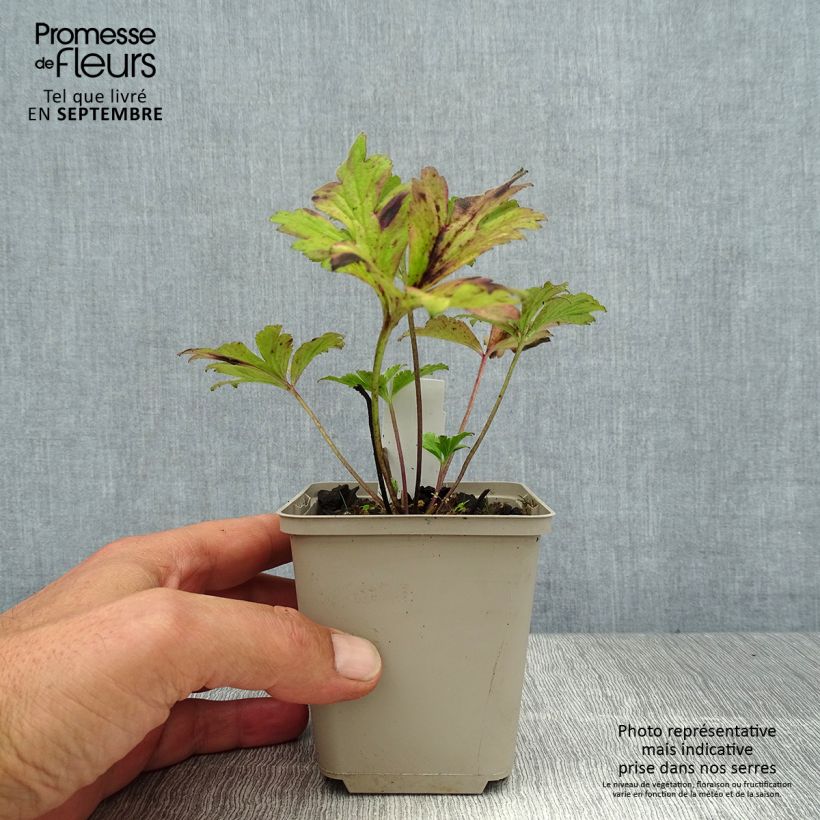 Amostra de Anemone rivularis Vaso de 8/9 cm tal como entregue no verão