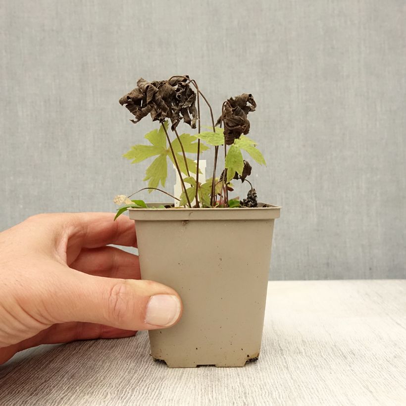 Amostra de Anemone canadensis Vaso de 8/9 cm tal como entregue no outono