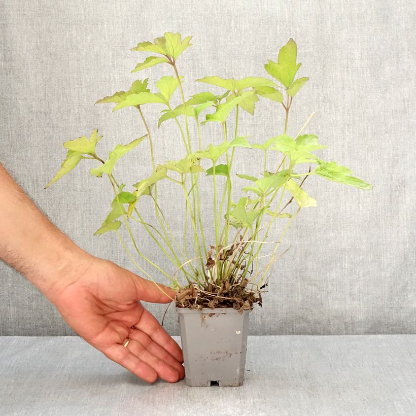 Amostra de Anémona-do-japão Alando Rose - Anemone hupehensis Vaso de 8/9 cm tal como entregue no verão