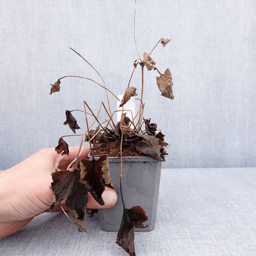 Amostra de Anemone du Japon Alando Rose Godet de 8/9 cm tal como entregue no inverno